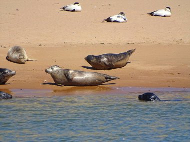 Seals At The Beach Newburgh, İskoçya, Haziran 2018