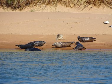 Seals At The Beach Newburgh, İskoçya, Haziran 2018