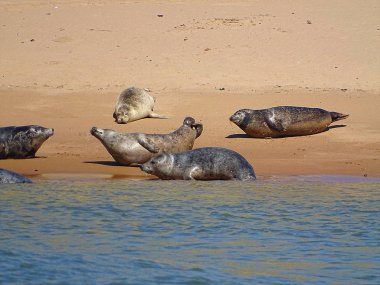 Seals At The Beach Newburgh, İskoçya, Haziran 2018