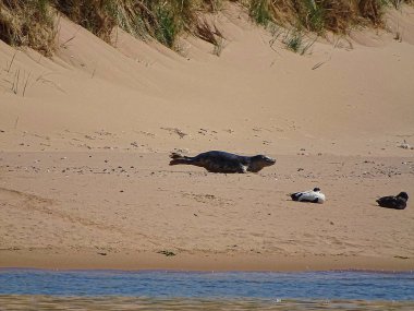 Seals At The Beach Newburgh, İskoçya, Haziran 2018