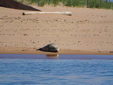 Seals At The Beach Newburgh, İskoçya, Haziran 2018