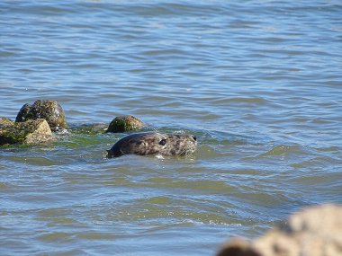 Seals At The Beach Newburgh, İskoçya, Haziran 2018