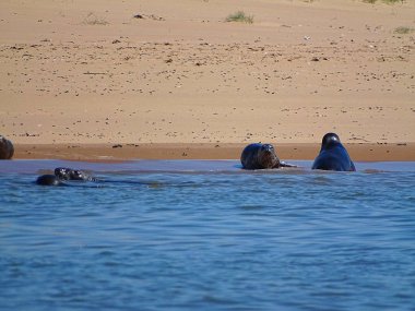 Seals At The Beach Newburgh, İskoçya, Haziran 2018