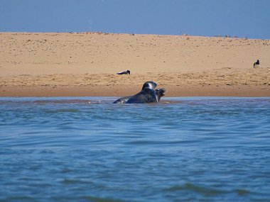 Seals At The Beach Newburgh, İskoçya, Haziran 2018