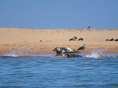 Seals At The Beach Newburgh, İskoçya, Haziran 2018
