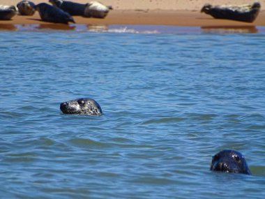 Seals At The Beach Newburgh, İskoçya, Haziran 2018