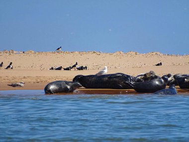 Seals At The Beach Newburgh, İskoçya, Haziran 2018