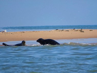 Seals At The Beach Newburgh, İskoçya, Haziran 2018