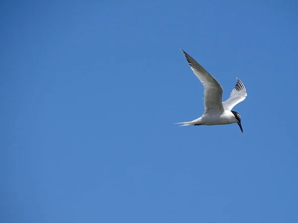 Gaivota Praia Newburgh Escócia — Fotografia de Stock