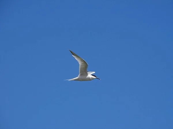 Gaivota Praia Newburgh Escócia — Fotografia de Stock