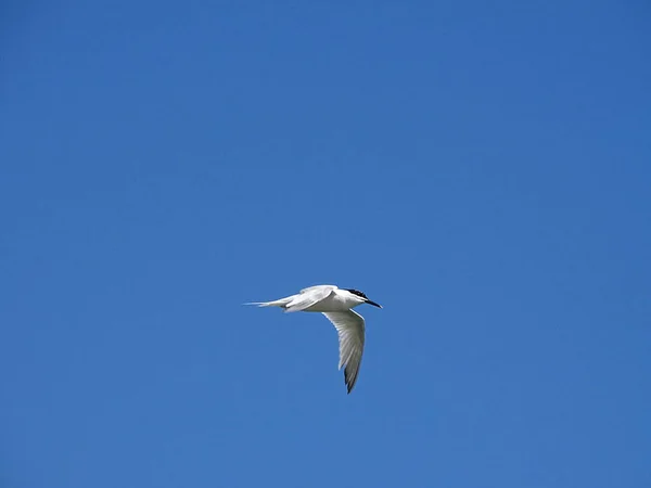 Gaivota Praia Newburgh Escócia — Fotografia de Stock