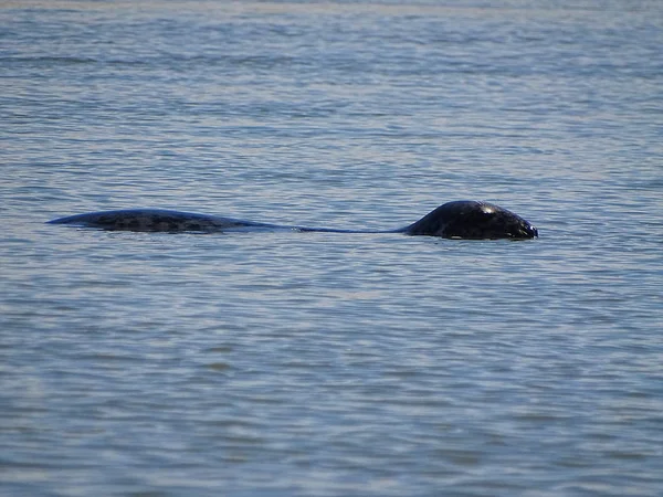 Seals Beach Newburgh Écosse Juin 2018 — Photo