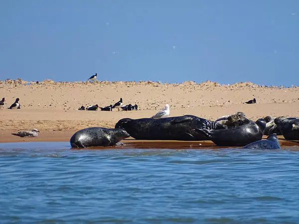 Seals Beach Newburgh Écosse Juin 2018 — Photo