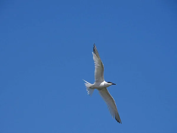 Möwe Strand Von Newburgh Schottland Stockbild