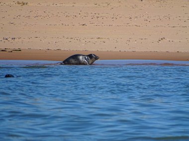 Seals At The Beach Newburgh, İskoçya, Haziran 2018