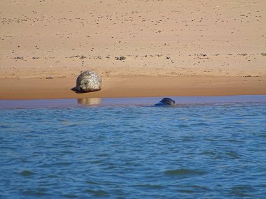 Seals At The Beach Newburgh, İskoçya, Haziran 2018