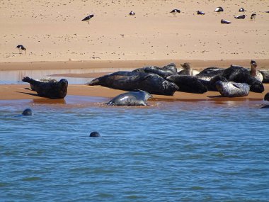 Seals At The Beach Newburgh, İskoçya, Haziran 2018