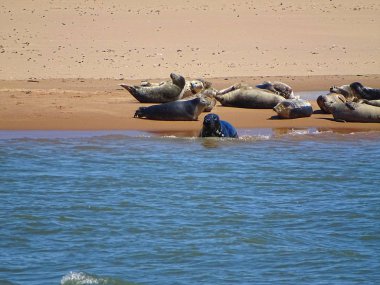 Seals At The Beach Newburgh, İskoçya, Haziran 2018