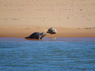 Seals At The Beach Newburgh, İskoçya, Haziran 2018