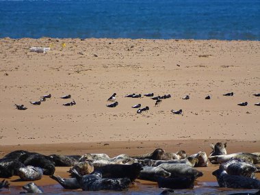 Seals At The Beach Newburgh, İskoçya, Haziran 2018