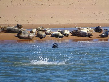 Seals At The Beach Newburgh, İskoçya, Haziran 2018