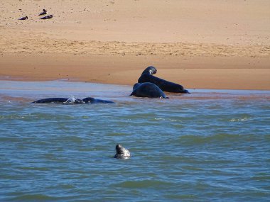 Seals At The Beach Newburgh, İskoçya, Haziran 2018