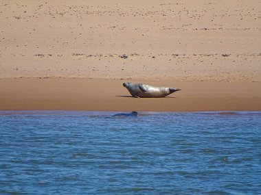 Seals At The Beach Newburgh, İskoçya, Haziran 2018