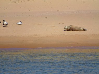Seals At The Beach Newburgh, İskoçya, Haziran 2018