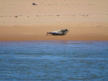 Seals At The Beach Newburgh, İskoçya, Haziran 2018