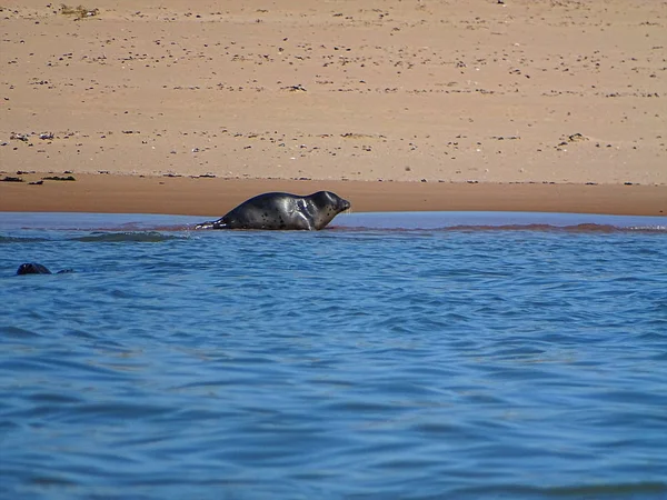 Seals At The Beach Newburgh, İskoçya, Haziran 2018