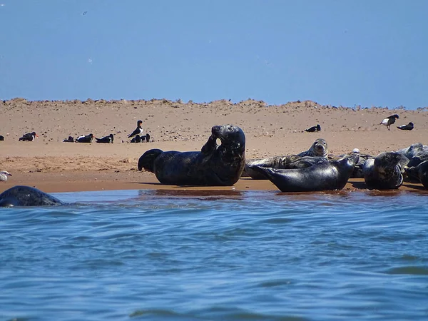 Seals At The Beach Newburgh, İskoçya, Haziran 2018