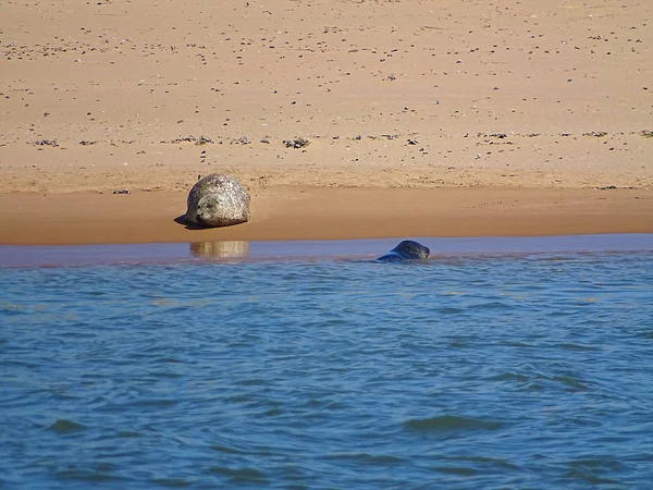 Seals Beach Newburgh Scotland June 2018 — Stock Photo, Image