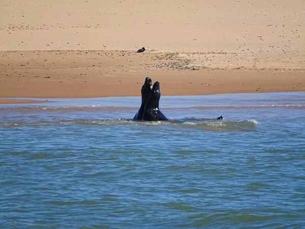 Seals Beach Newburgh Écosse Juin 2018 — Photo