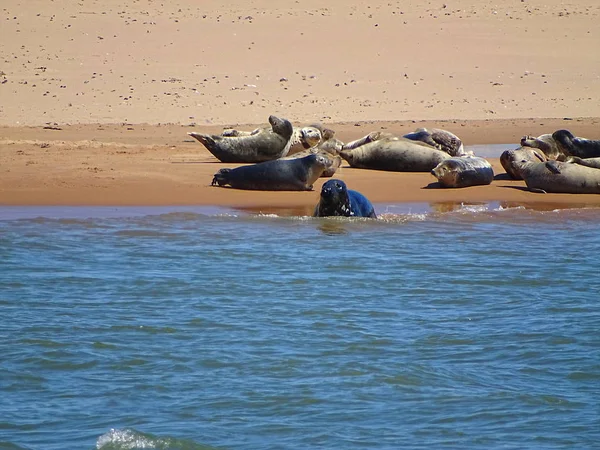 Seals At The Beach Newburgh, İskoçya, Haziran 2018