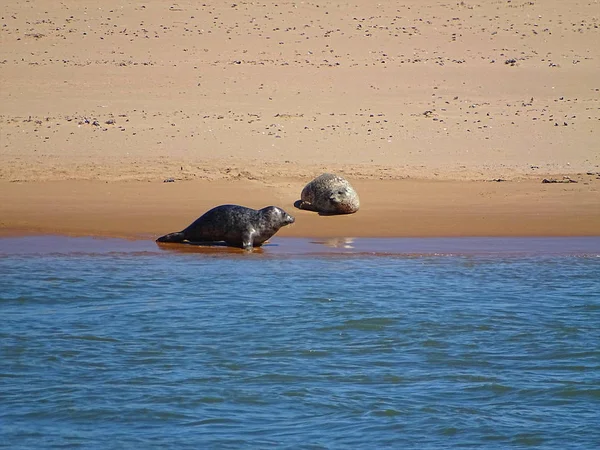 Seals At The Beach Newburgh, İskoçya, Haziran 2018