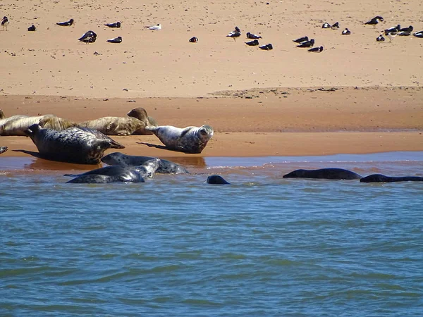 Seals At The Beach Newburgh, İskoçya, Haziran 2018
