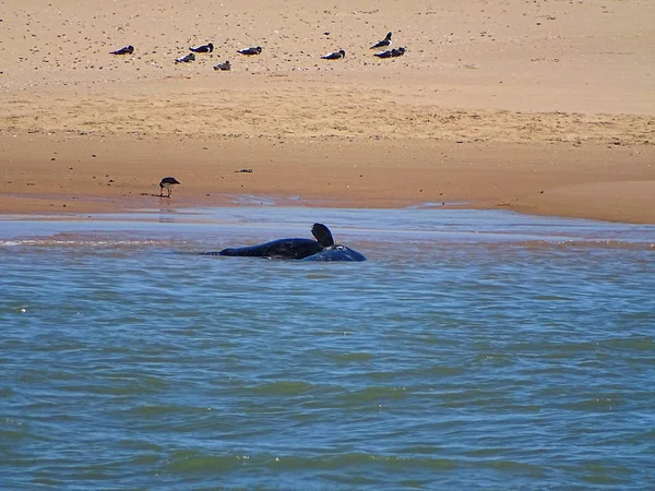 Zeehonden Het Strand Newburgh Schotland Juni 2018 — Stockfoto