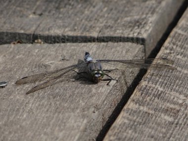 Yusufçuk Eifel gölde üzerinde dinleniyor