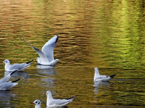 Gaivotas Mar Outono — Fotografia de Stock