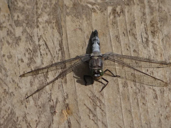 Dragonfly Odpočívá Jezero Pohoří Eifel — Stock fotografie