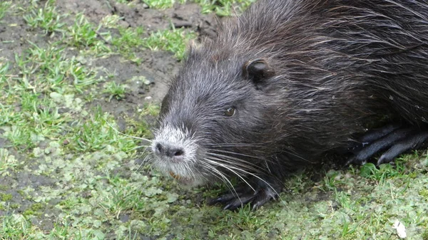 Nutria Városligetben Neuss — Stock Fotó