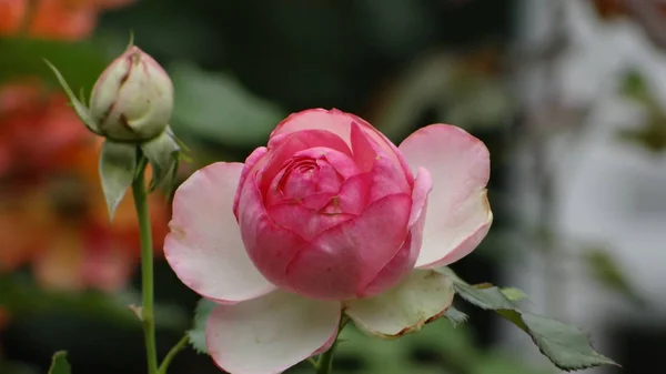 Bela Rosa Jardim Neuss — Fotografia de Stock