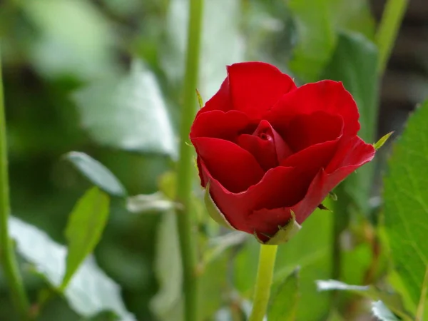 Beautiful Rose Garden Neuss — Stock Photo, Image