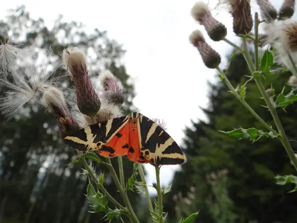 Papillon Occupé Recueille Nectar Sur Une Fleur — Photo