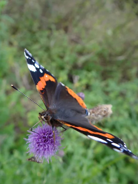 Оживленная Бабочка Собирает Нектар Цветке — стоковое фото