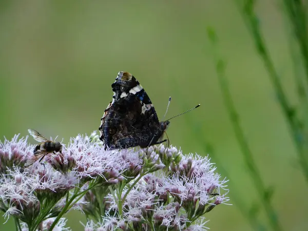 Papillon Occupé Recueille Nectar Sur Une Fleur — Photo