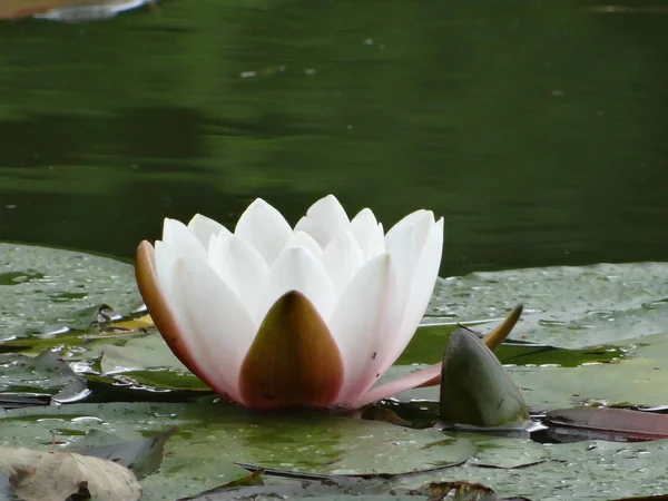 Blommande Näckros Dammen — Stockfoto