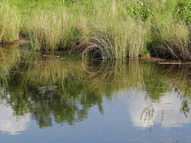 Gölün güzel kıyısında