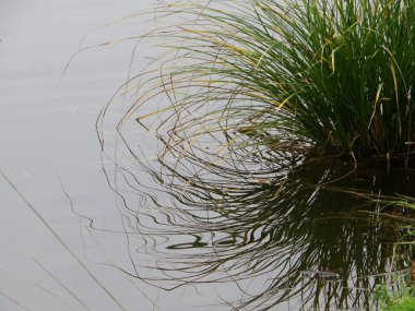 Gölün güzel kıyısında