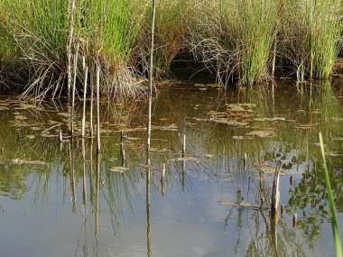 Gölün güzel kıyısında